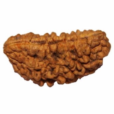 Rudraksha - Image 3