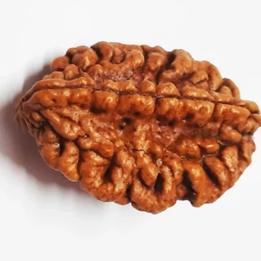 Rudraksha - Image 2