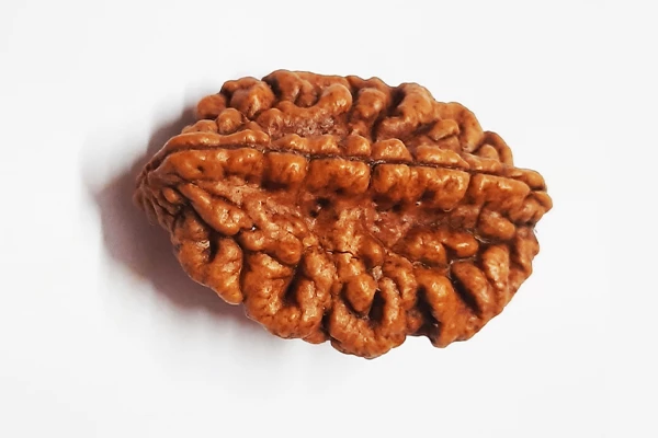 Rudraksha